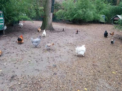 [Le poulailler du Potager des Princes à Chantilly]