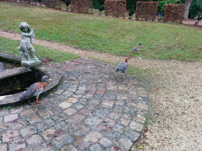 [Des oies au Potager des Princes à Chantilly]