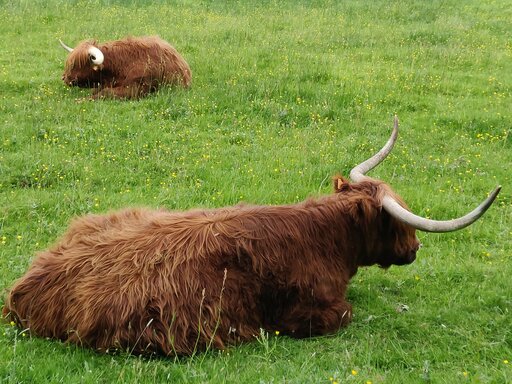 [Deux vaches des Highlands dans la prairie de la Gravelle à Saint-Lambert-des-Bois, en train de ruminer]