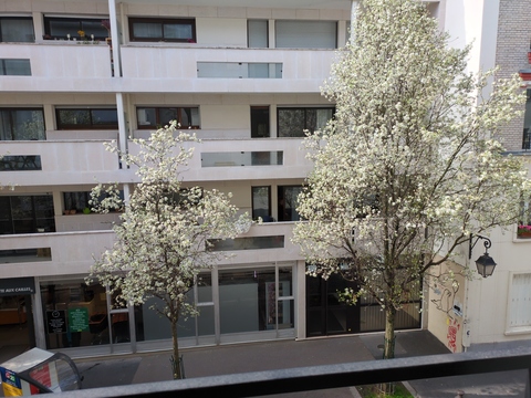 [Pommiers en fleurs dans une rue à Paris]