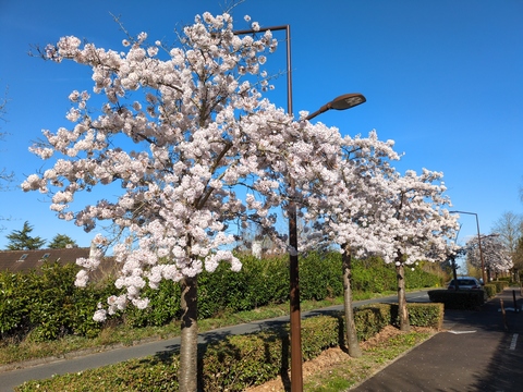 [Cerisiers du Japon en fleurs (blanches) le long d'une route]