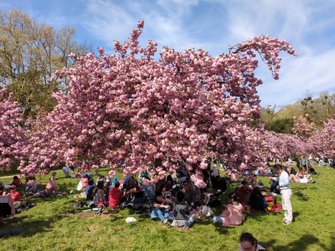 [Cerisiers du Japon en fleurs (roses) dans un parc, avec des gens dessous en train de pique-niquer]