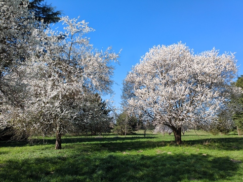 [Pruniers-cerises en fleurs (blanches)]