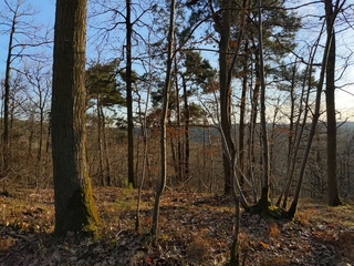 [Arbres devant une vallée]