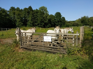 [Chevaux dans un enclos au milieu d'un paysage forestier]