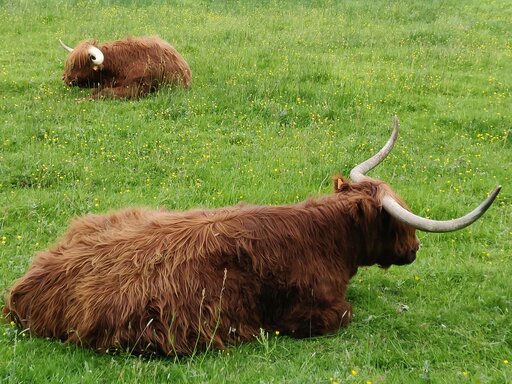 [Deux vaches des Highlands dans la prairie de la Gravelle à Saint-Lambert-des-Bois, en train de ruminer]