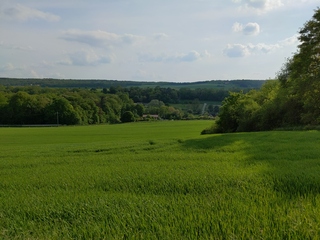 [Paysage de champs verdoyants]