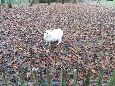 [Un chevreau au Potager des Princes à Chantilly]