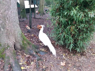 [Le paon albinos du Potager des Princes à Chantilly]