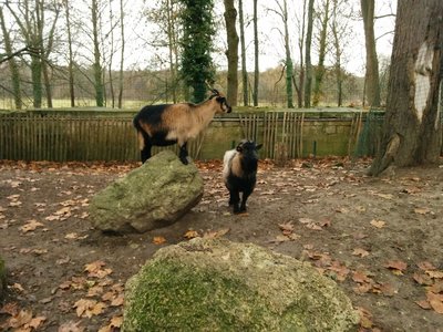 [Des chèvres naines au des Princes à Chantilly]