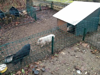 [Des cochons nains au Potager des Princes à Chantilly]