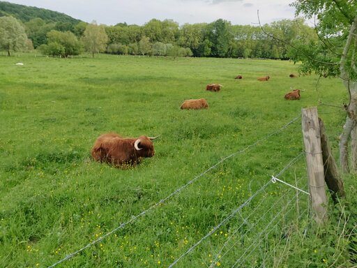 [Vaches des Highlands dans la prairie de la Gravelle à Saint-Lambert-des-Bois, en train de ruminer (et un cheval au fond)]