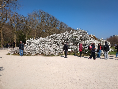 [Cerisier du Japon en fleurs (blanches), avec des gens devant en train de l'admirer]