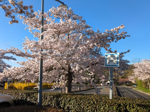 [Cerisiers du Japon en fleurs (blanches) sur un parking]