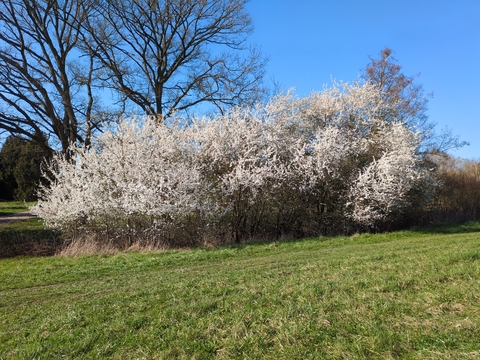 [Buisson de prunelliers en fleurs (blanches)]