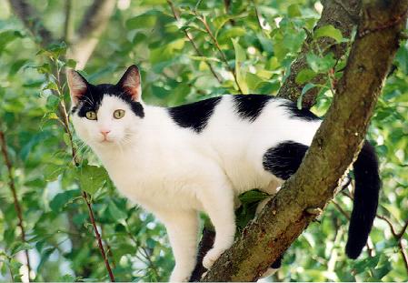 [Le chat noir et blanc]