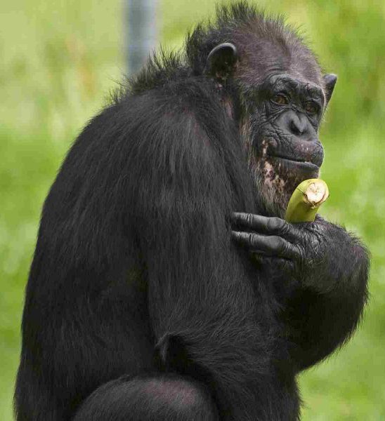 [Gorille tenant une banane]