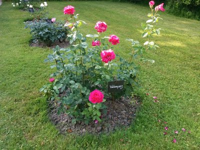 [Roses Velasquez dans la roseraie de Provins]