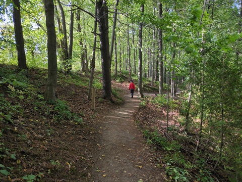 [Chemin en forêt]