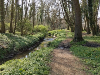 [Petite rivière à travers les arbres]