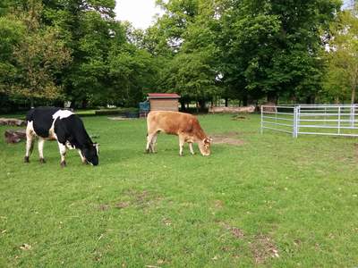 [Vaches du parc de Noisiel]